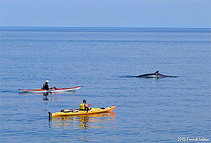 Baleines à Bergeronnes 