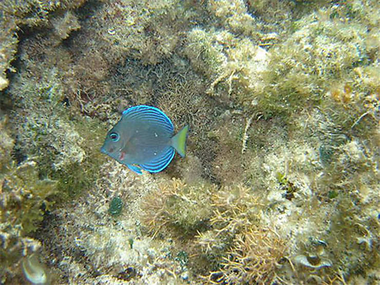 Poisson Plongée Mer Poissons BasseTerre Guadeloupe — free download