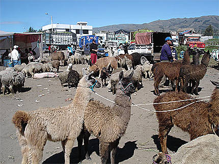 Lamas au marché