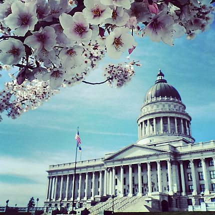 Capitole de l'Utah sous les arbres en fleurs