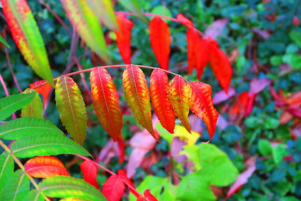Sumac en automne, Giverny