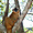 Lémurien dans le parc de l'Isalo