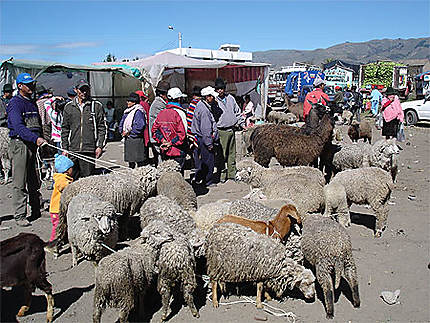 Moutons au marché