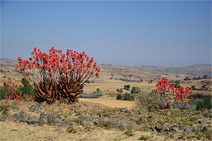 Plateau ethiopien