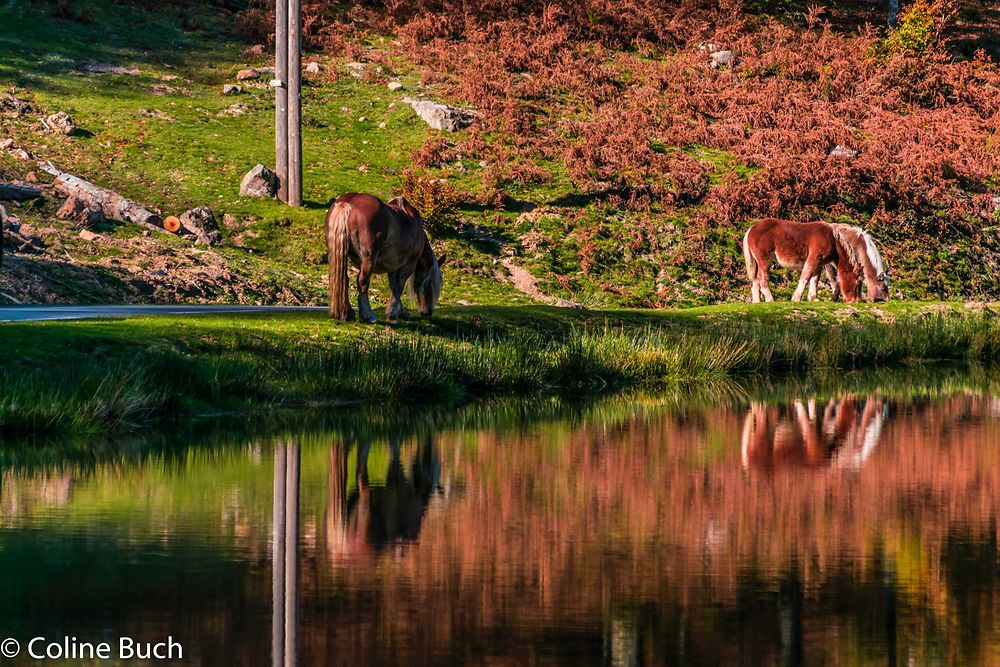 La forêt d'Iraty et le lac