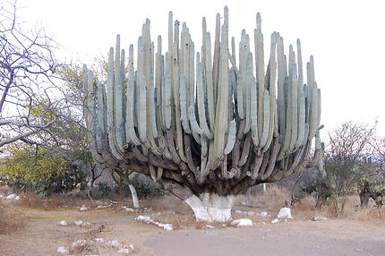 Le plus gros cactus