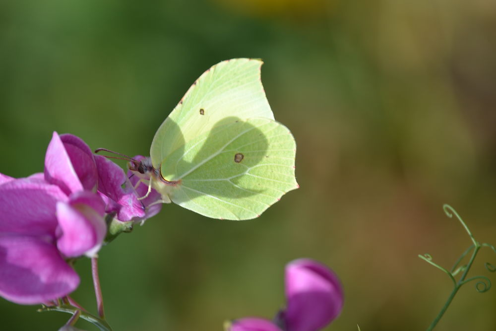 Papillon Jaune sur Pois de Senteur