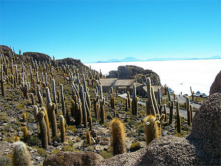 Ile aux cactus au milieu du Salar d'Uyuni