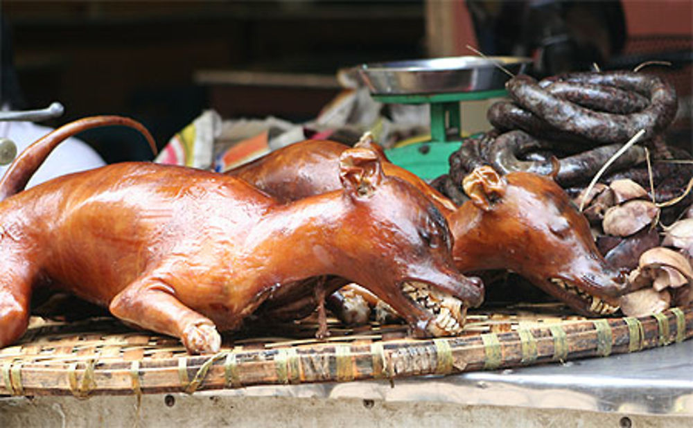 Chiens laqués