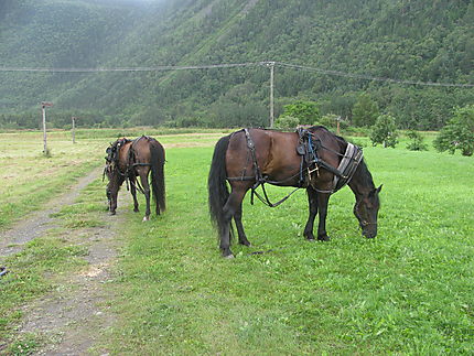 Beaux chevaux à Mont-St-Pierre