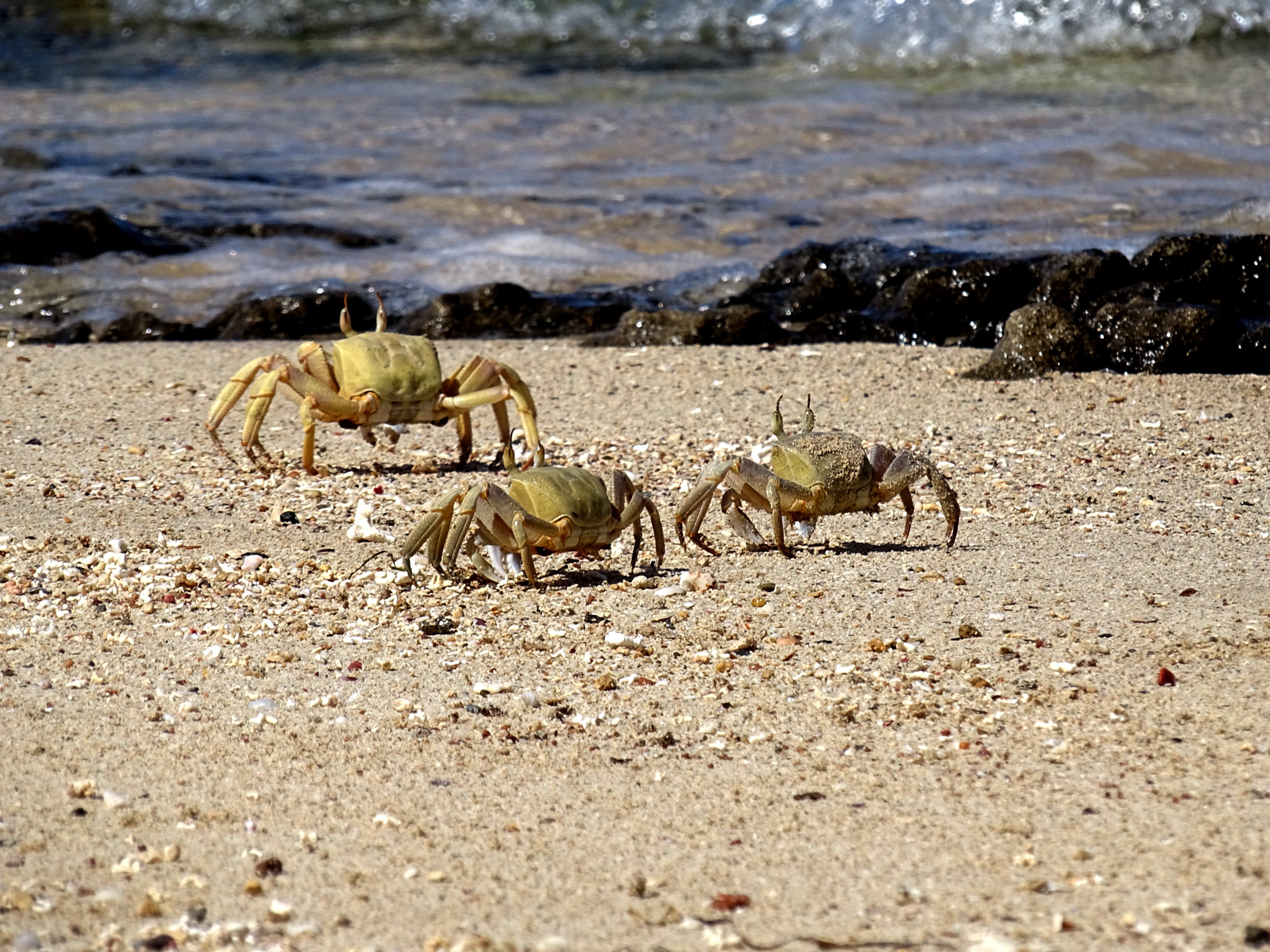 A pas de crabe A pas de crabe