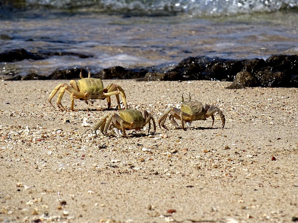 A pas de crabe