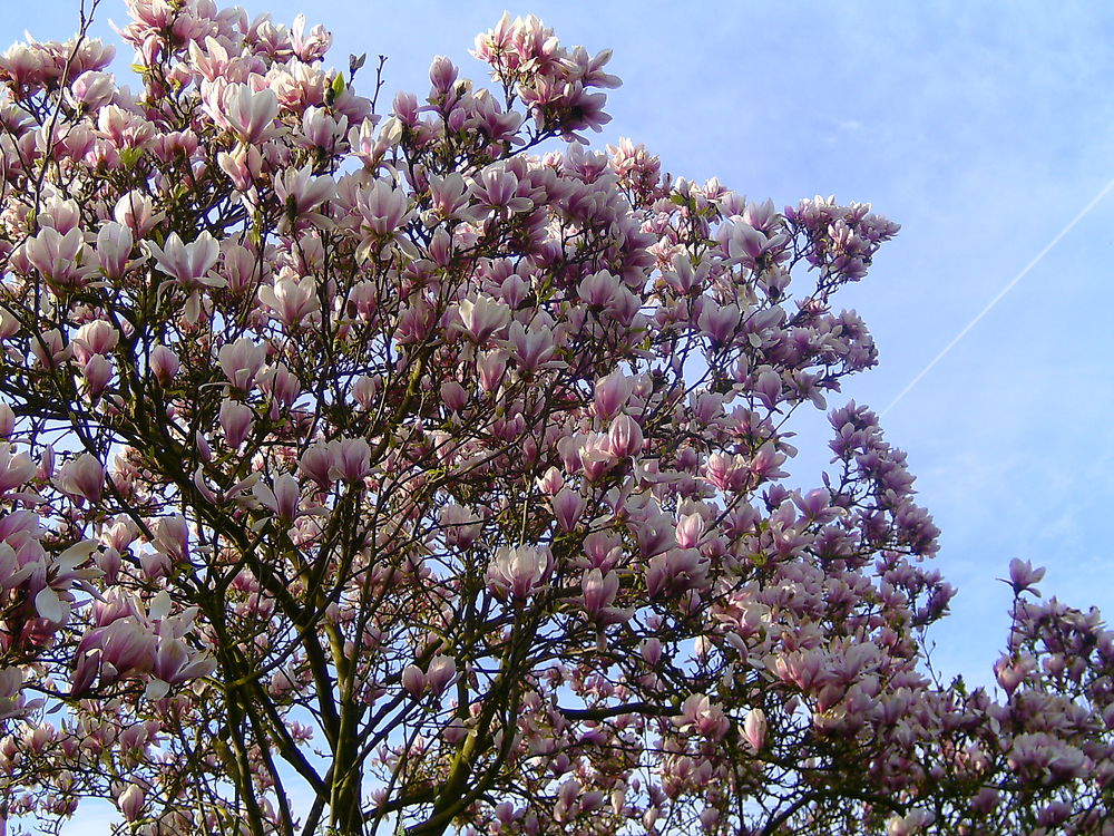 Magnolia