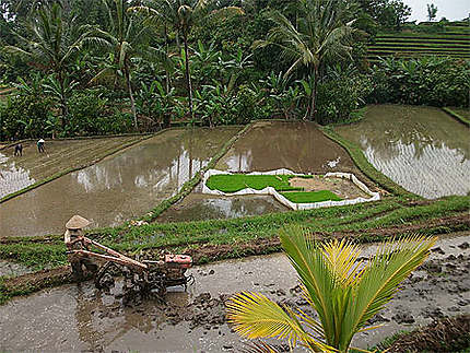 Labourage motorisé des rizières