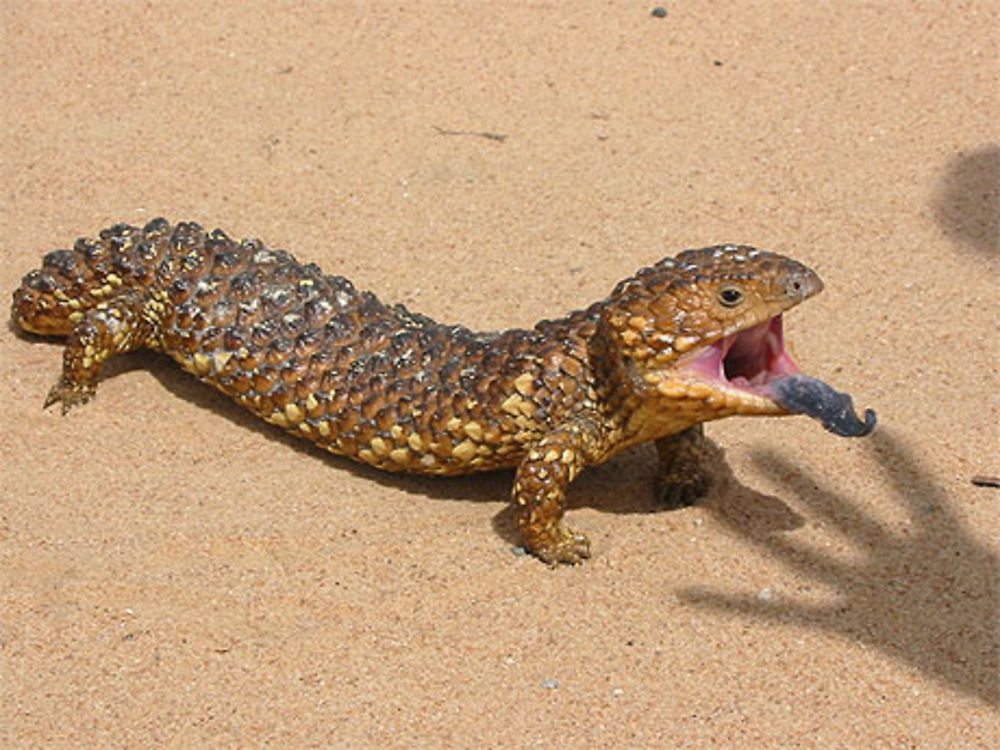 Shingleback