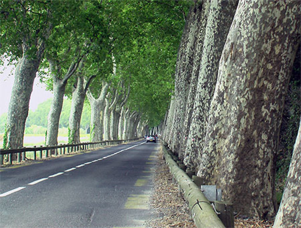 Platanes
