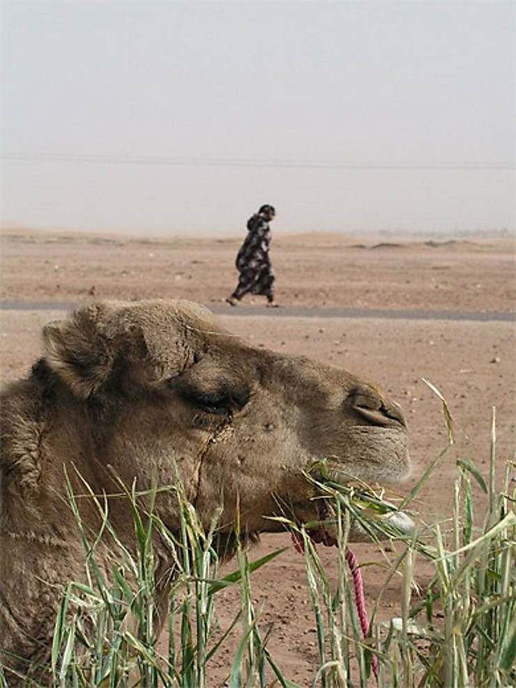 Chameau : Dromadaires : Animaux : Animaux : Zagora : Ouarzazate Et Les ...