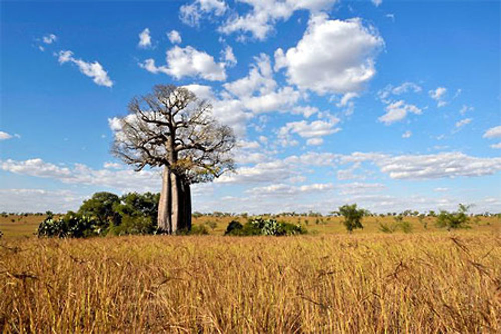 Baobab à Mahaboboka sur la RN7