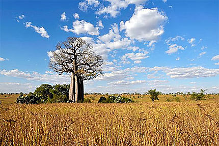 Baobab à Mahaboboka sur la RN7