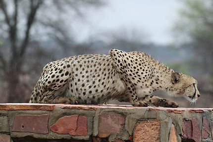 Guépard au parc Kruger