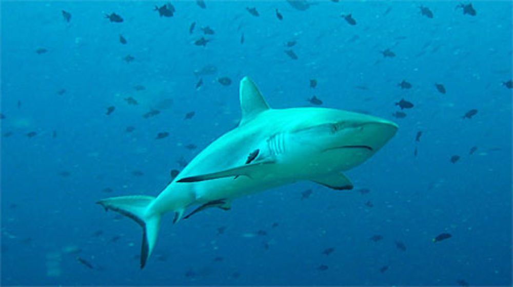 Requin gris