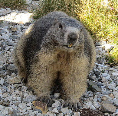 Marmotte au bord de la voie du petit train du Lac d'Artouste Marmotte au bord de la voie du petit train du Lac d'Artouste