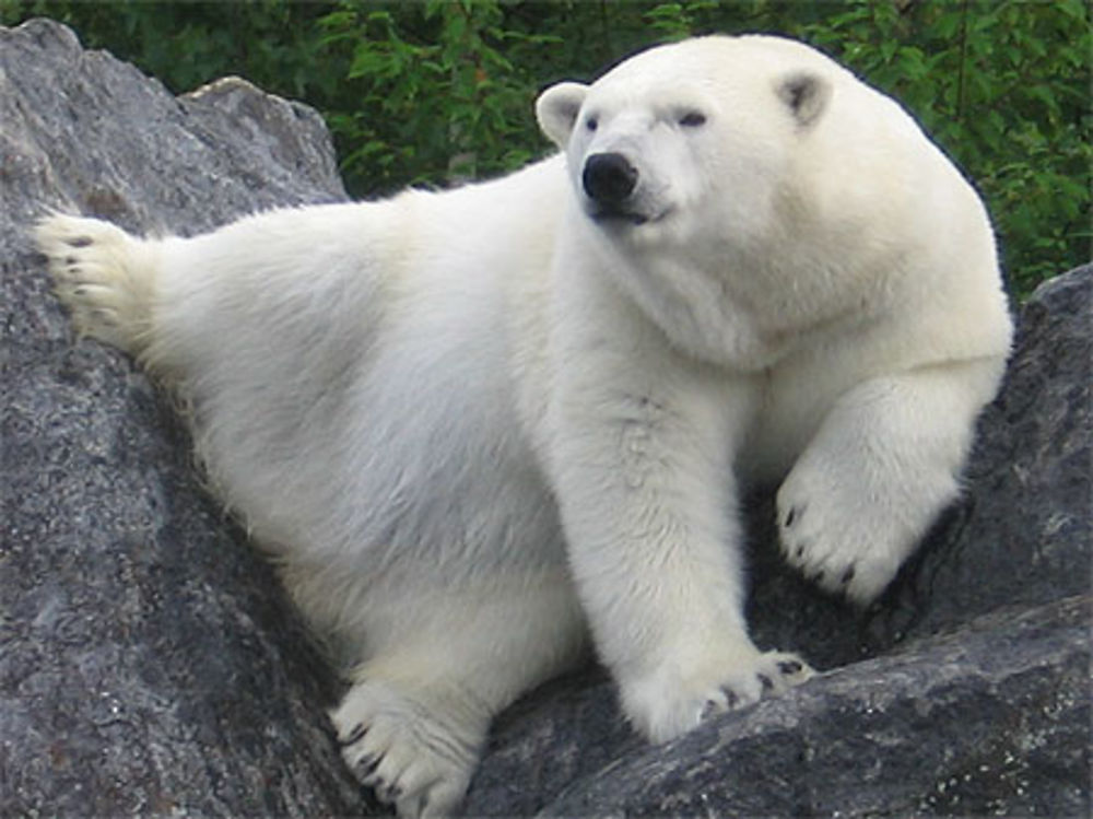 Mascotte du zoo de Saint-Félicien