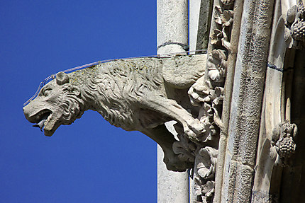 Gargouille, cathédrale Notre-Dame, Amiens