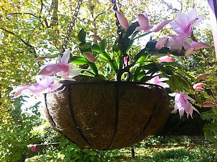 Orchidée de la Réunion