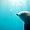 Découverte des grands dauphins à Mayotte