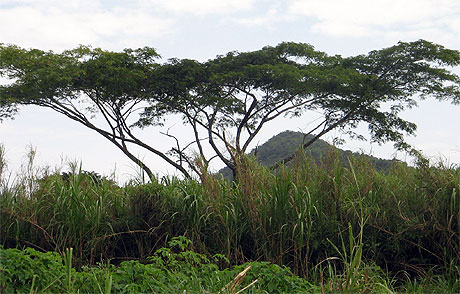 Baobab Baobab