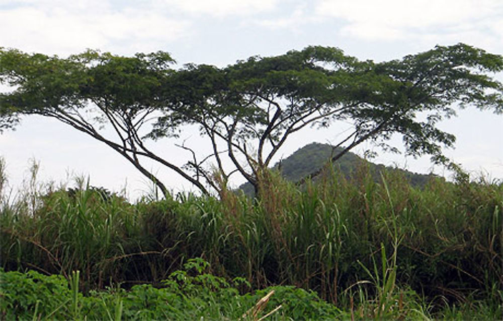 Baobab