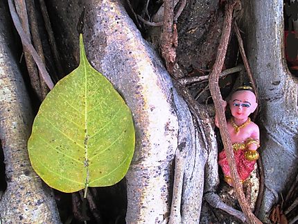 La feuille de Banian (arbre sacré)