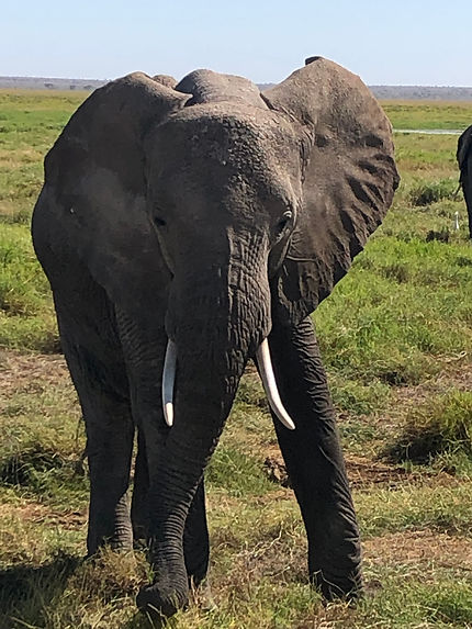 Journée safari au parc national d'Amboseli, Kenya