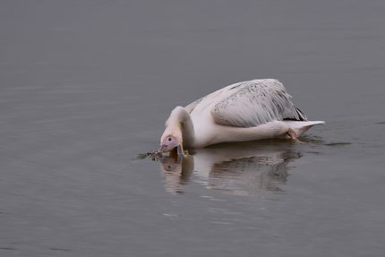 Pélican blanc