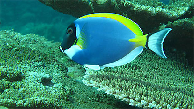 Poisson Chirurgien Bleu Plongée Mer Poissons Animaux Maldives 