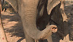 Festival de Surin : les &eacute;l&eacute;phants en font des tonnes !