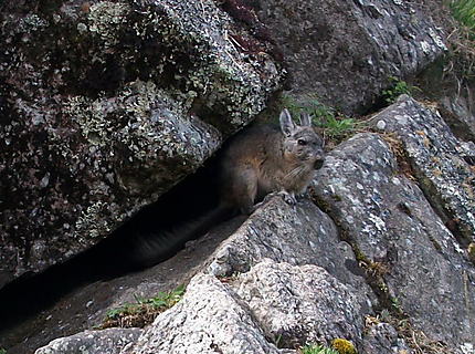 Machu Picchu lapin écureuil 