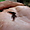 Le plus petit caméléon au monde