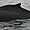 Baleine à Victoria