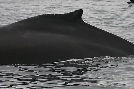 Baleine à Victoria