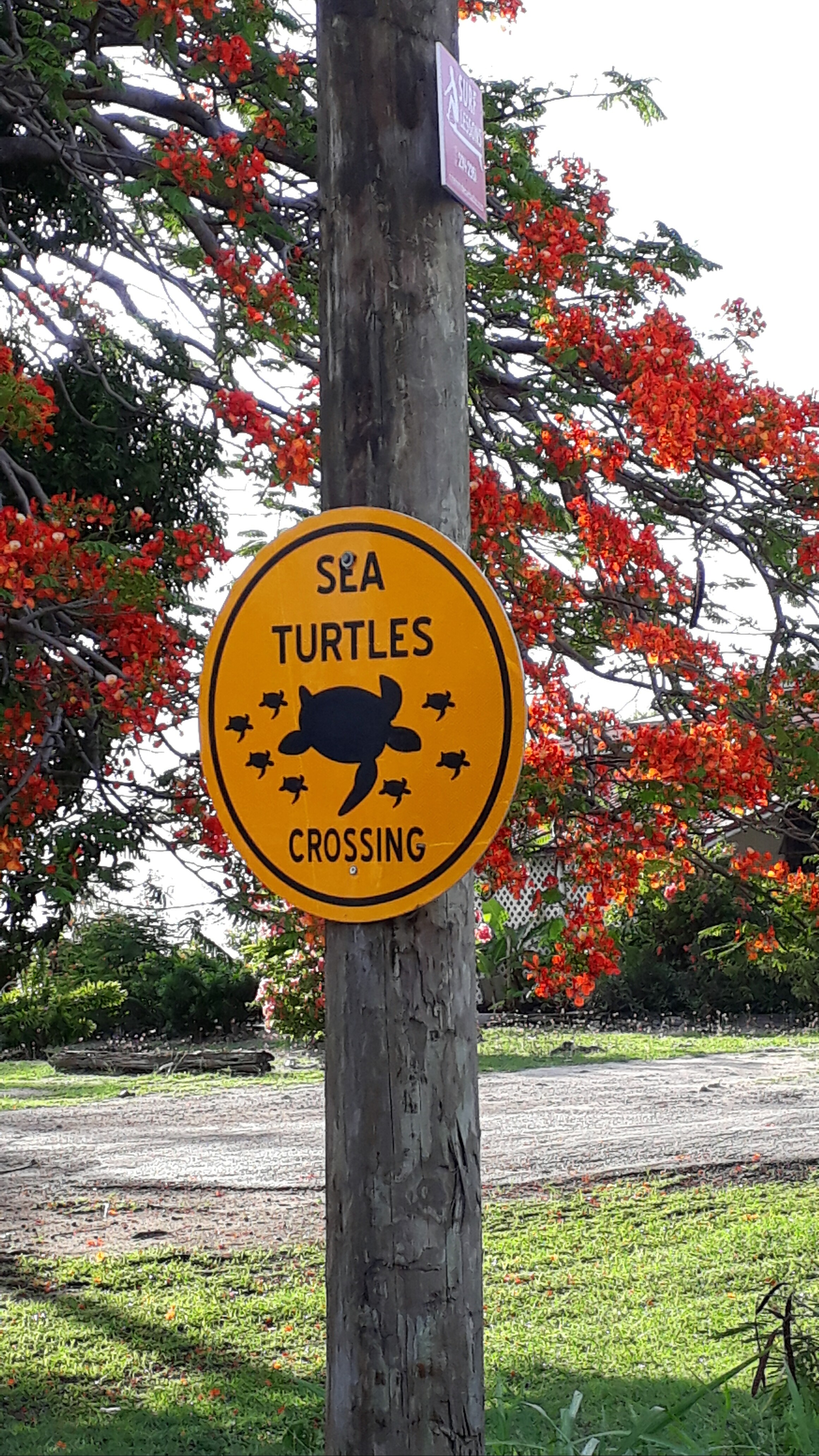 Tortues Tortues