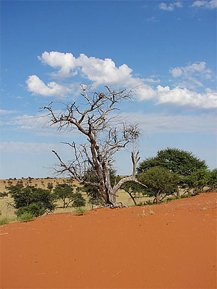 Arbre, Kalahari