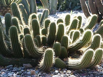 Cactus au Jardin Majorelle