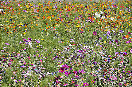 Prairie fleurie