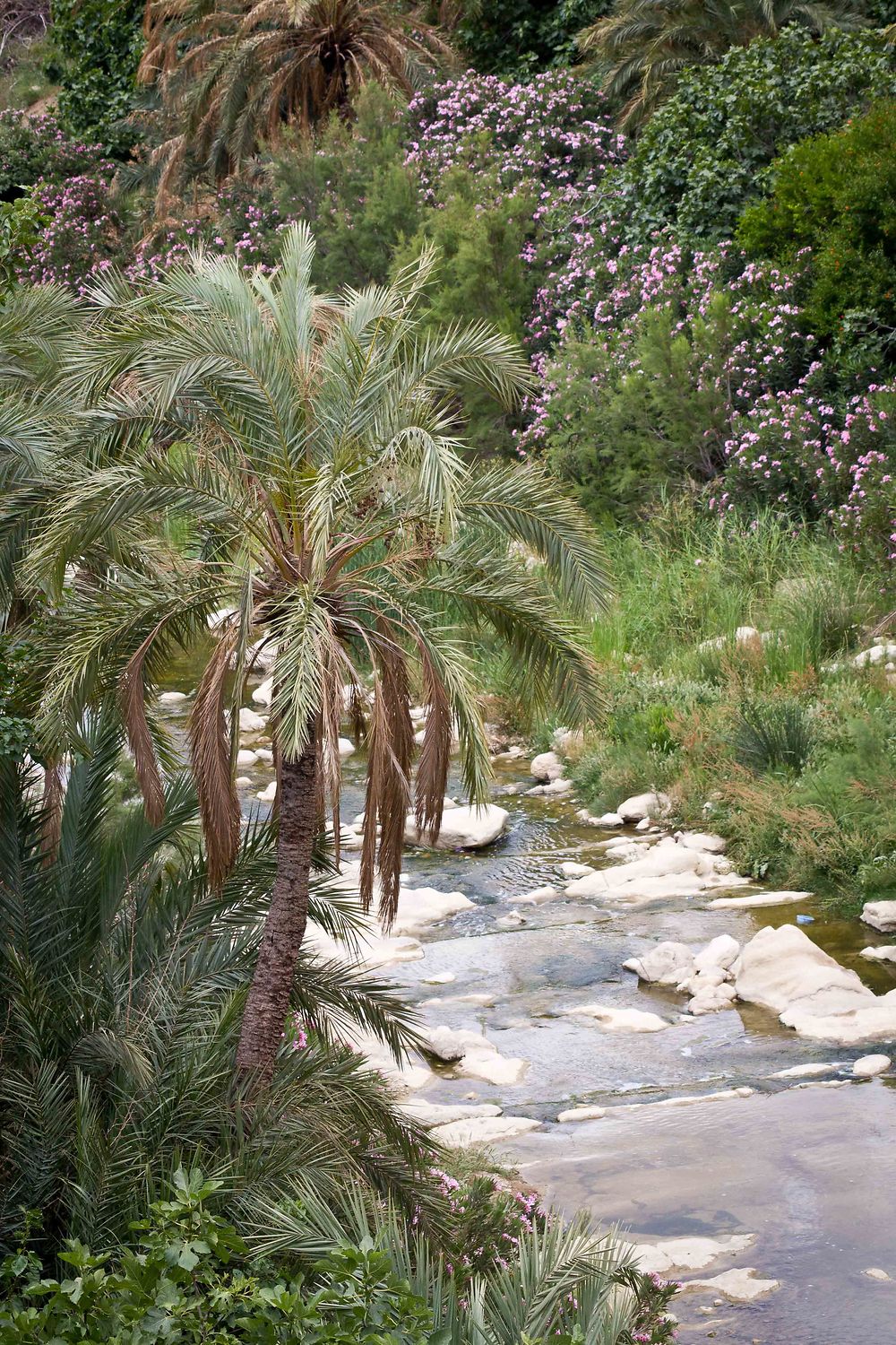 Aurès - El Kantara - Oasis - La petite rivière