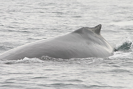 Baleine canadienne