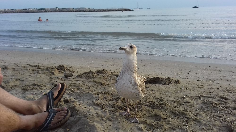 Les mouettes sur la plage