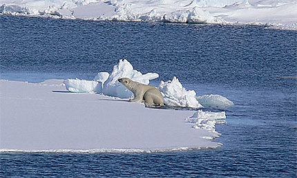 Ours polaire grimpant sur un morceau de banquise