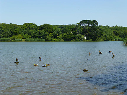 Canards dans l'anse